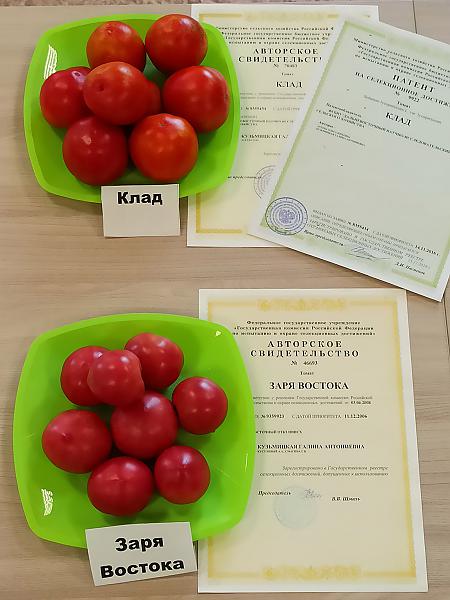 Томаты сортов Клад и Заря Востока, выведенные в Дальневосточном НИИ сельского хозяйства