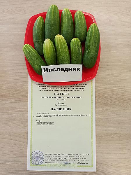 Сорт огурца Наследник в 2016 году был защищен патентом на селекционное достижение