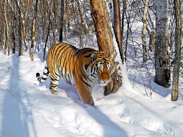 Тигр Красавчик