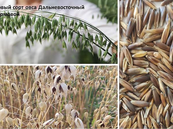 Сорт овса Дальневосточный кормовой