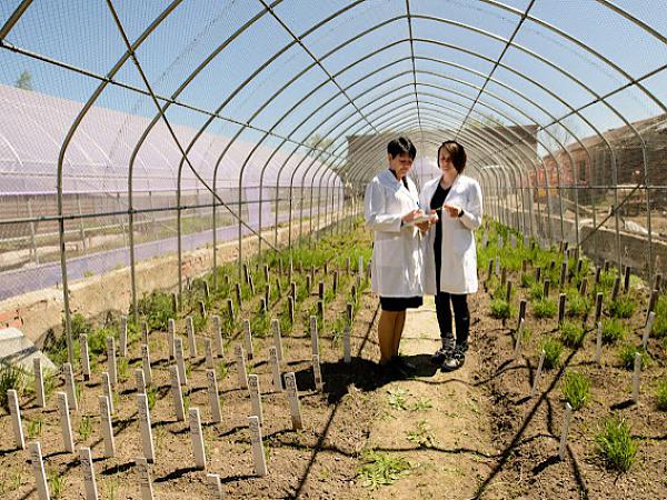 Фитопатологическая оценка селекционного материала. Трифунтова И.Б. и Зенкина К.В. (слева направо)