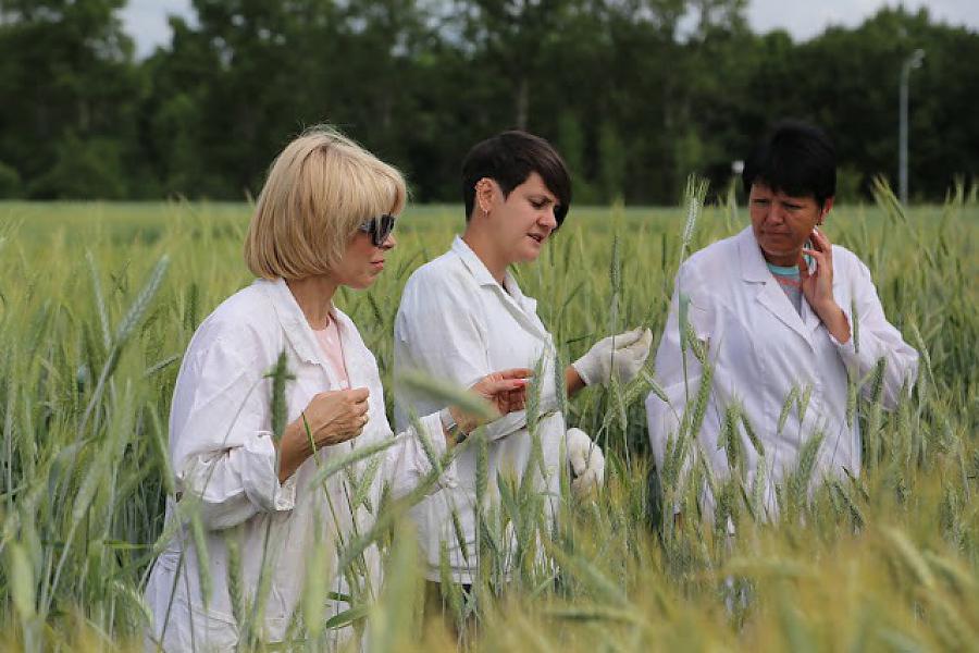 Оценка гибридов тритикале (Асеева Т.А., Зенкина К.В., Трифунтова И.Б.)