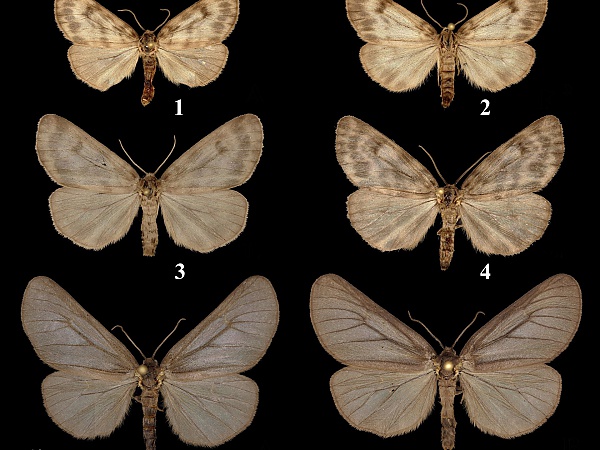 Представители рода Dodia: 1, 2 – D. zhenya zhenya; 
3, 4 – D. zhenya novomodnii; 5, 6 – D. shaidurovi 